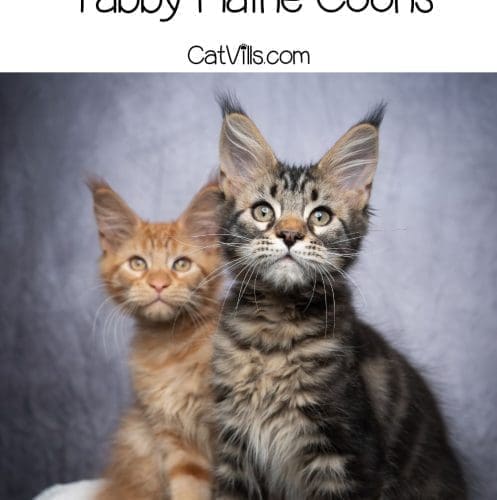 two Tabby maine coon kittens