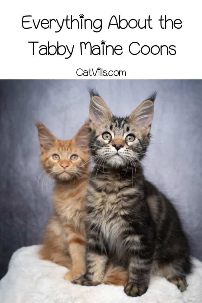 two Tabby maine coon kittens