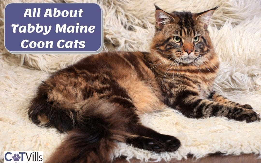 Everything You Need To Know About Tabby Maine Coon cats