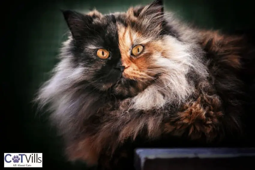 Two-Faced Cats: How Did They Got That Way?