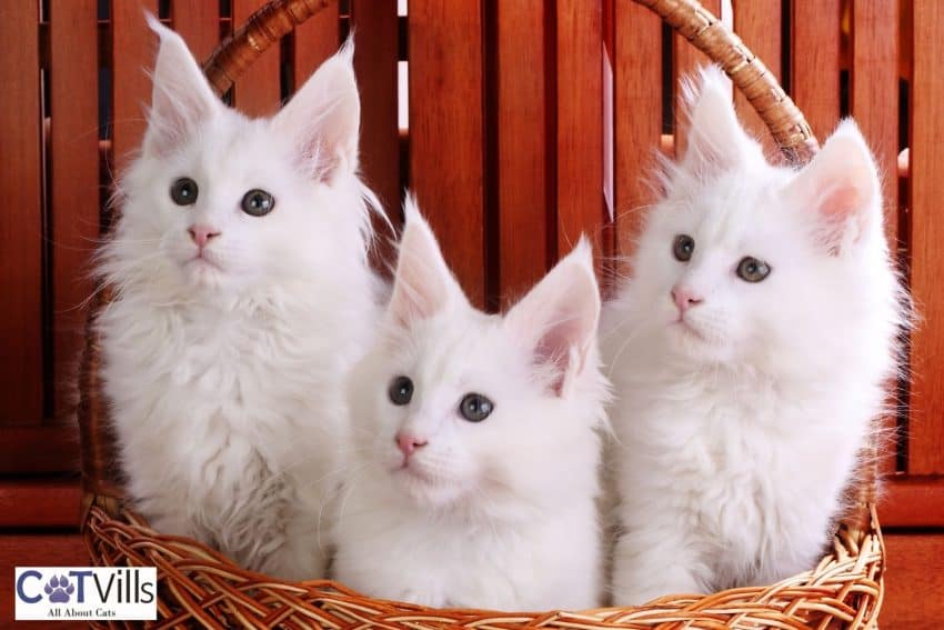 three adorable white maine coon kittens inside a basket