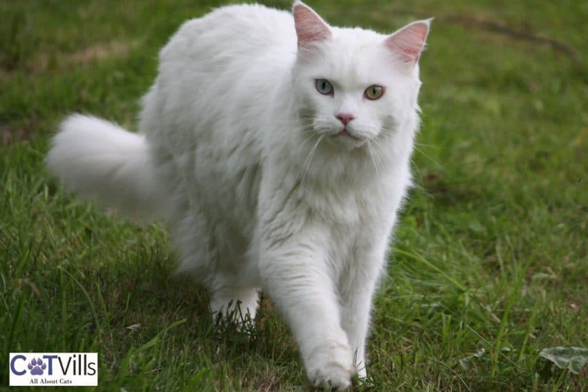 White maine coon cat walking in the backyard