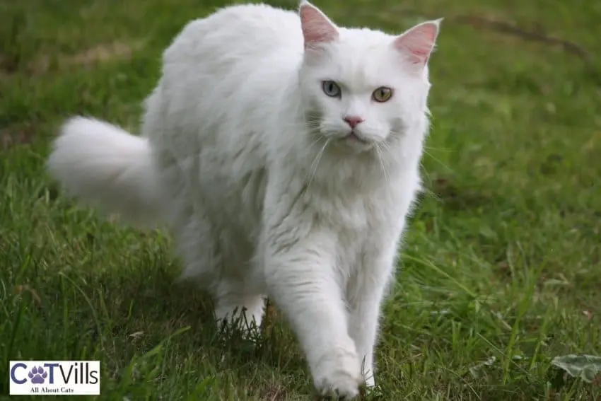 White maine coon cat walking in the backyard