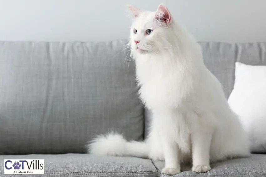 beautiful White Maine coon cat sitting on a gray couch