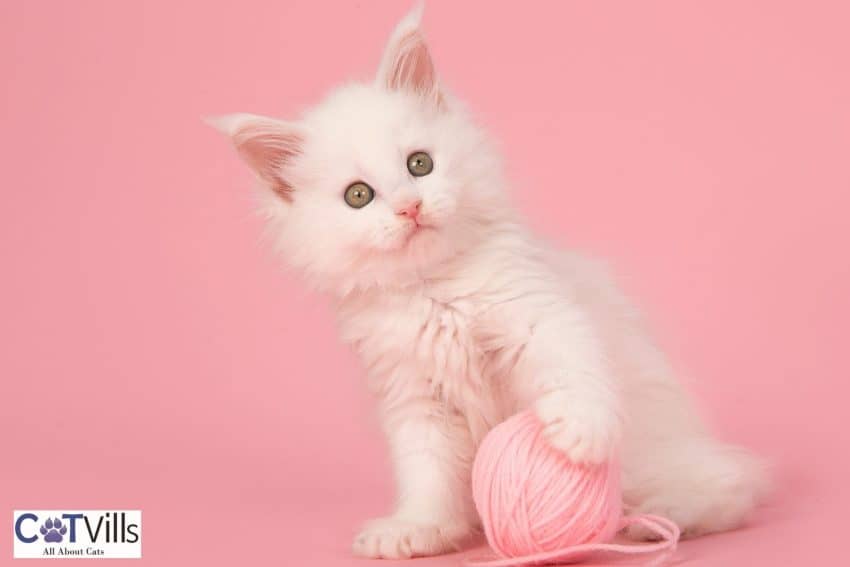 white maine coon kitten playing with a pink yarn