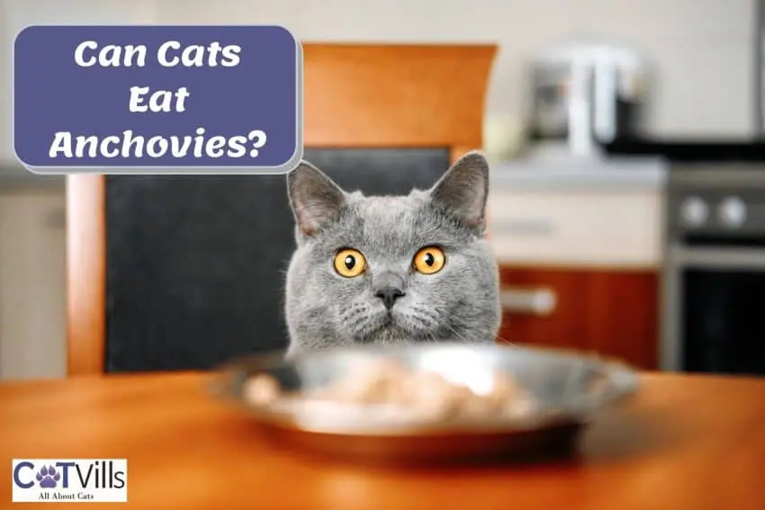 Can Cats Eat Anchovies? 7 Reasons Why They Should