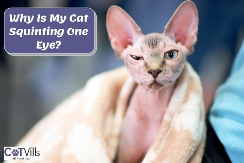 poor sphynx Cat squinting one eye