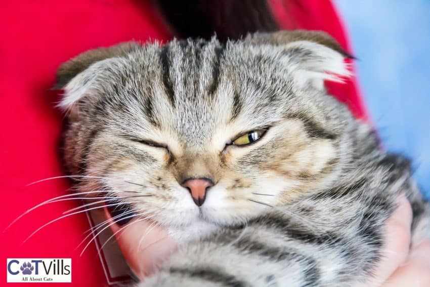 british shorthair Cat squinting one eye