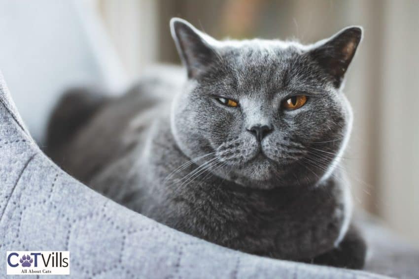 Russian blue cat squinting one eye