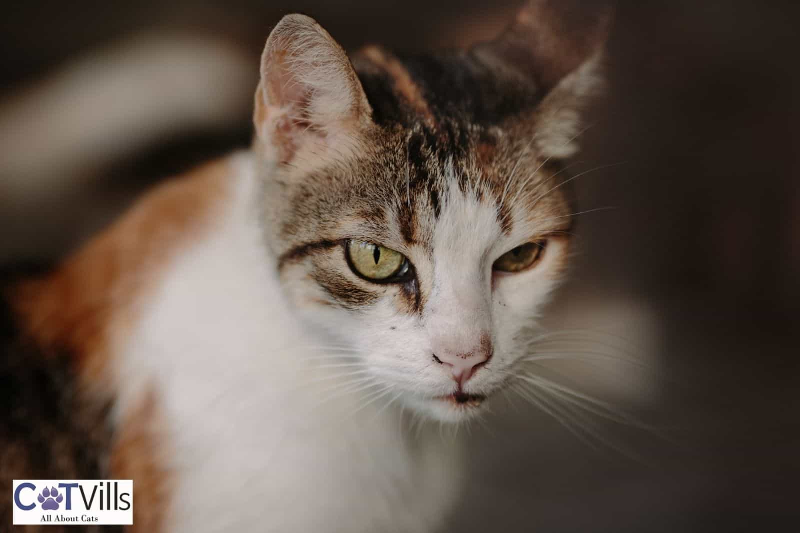 Why Is My Cat Squinting One Eye? Cute or Concerning?