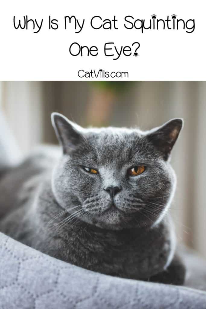 grey cat with an eye infection