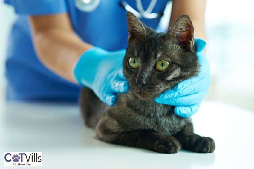 vet checking the black cat's condition
