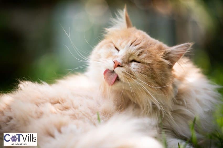 cat grooming himself