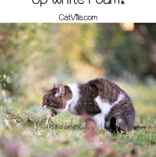 Cat throwing up white foam outdoors