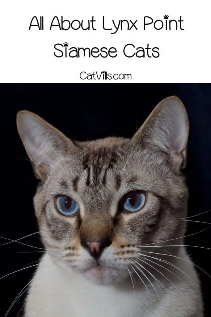 close-up shot of a Lynx point siamese