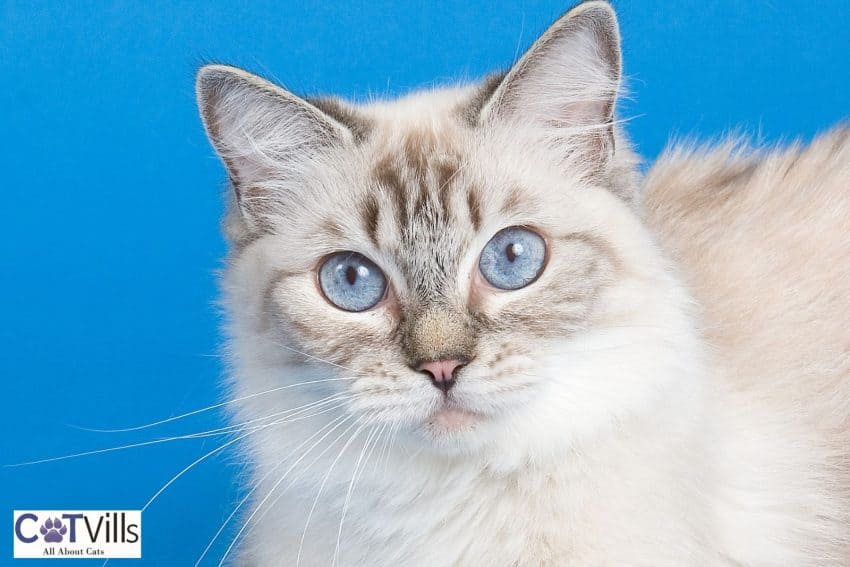 adorable Lynx point siamese with large blue eyes