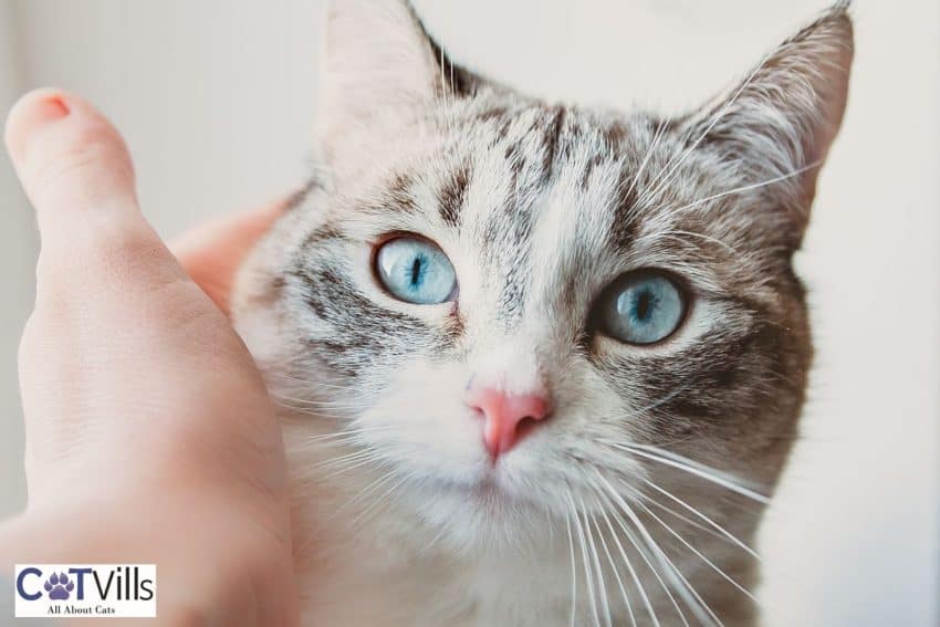 hand holding the Lynx point siamese cat's face