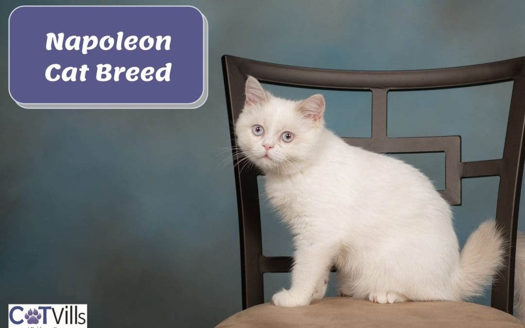 Complete Overview Of The Napoleon Cat Breed (W/ No Favoritism)