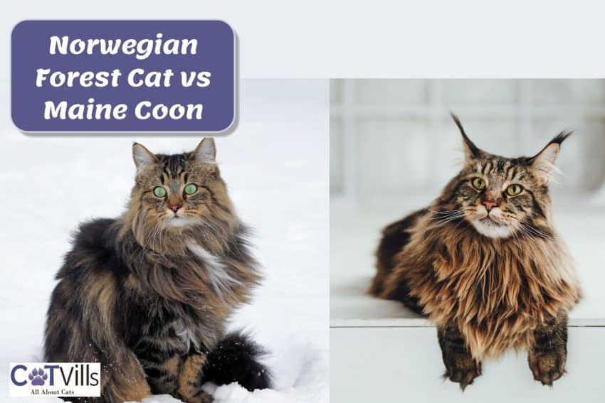 Norwegian forest cat vs Maine coon comparison photo