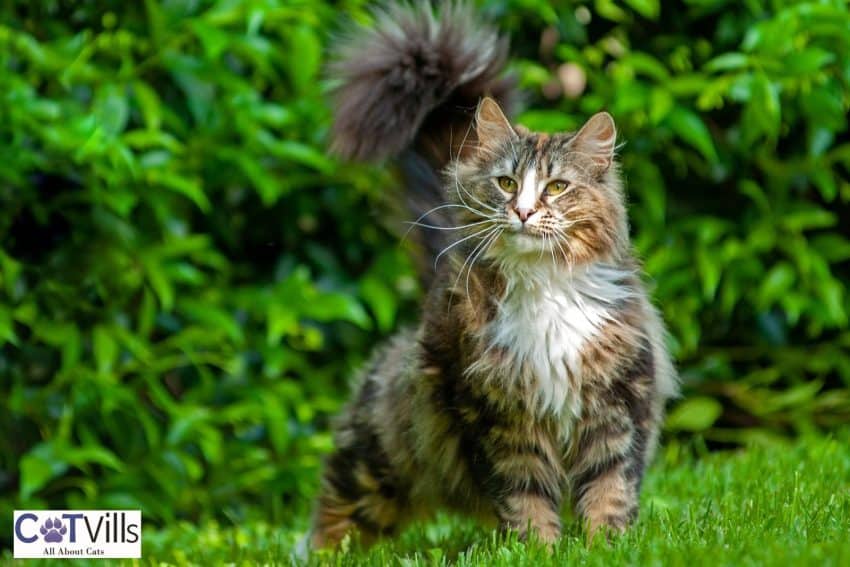 gorgeous Norwegian forest cat