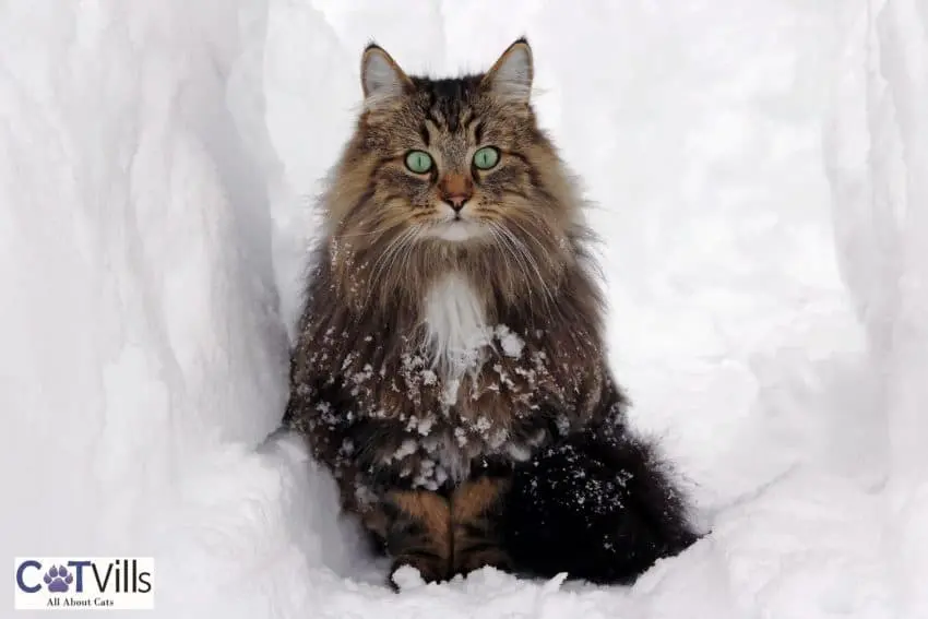 Norwegian forest cat surrounded by snow