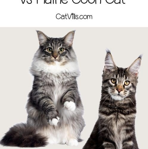 Norwegian forest cat and Maine coon cat