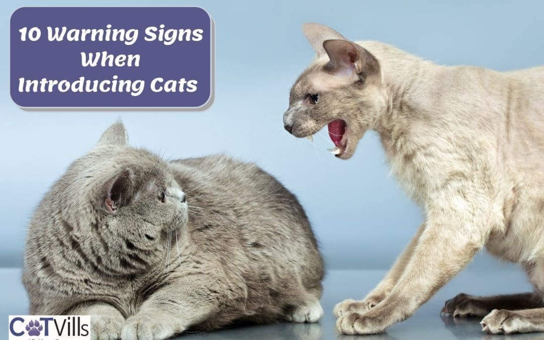 10 Warning Signs When Introducing Cats to Each Other