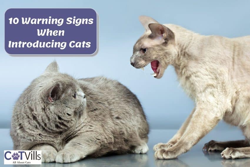 cat angry at each other; Warning signs when introducing cats