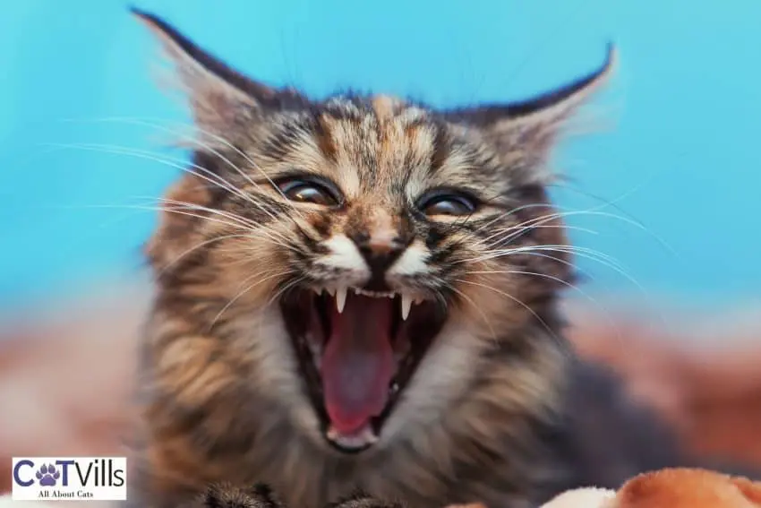 aggressive cat hissing, one of the Warning signs when introducing cats