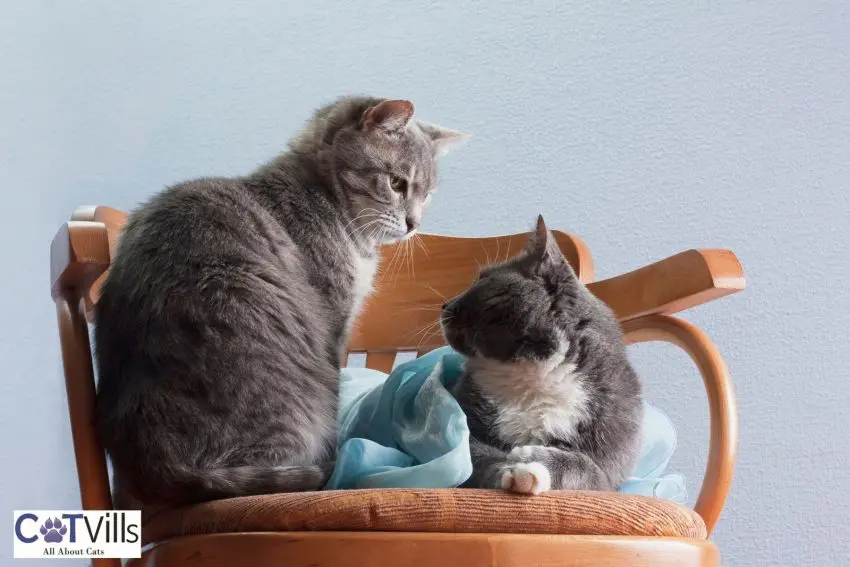 cats staring at each other