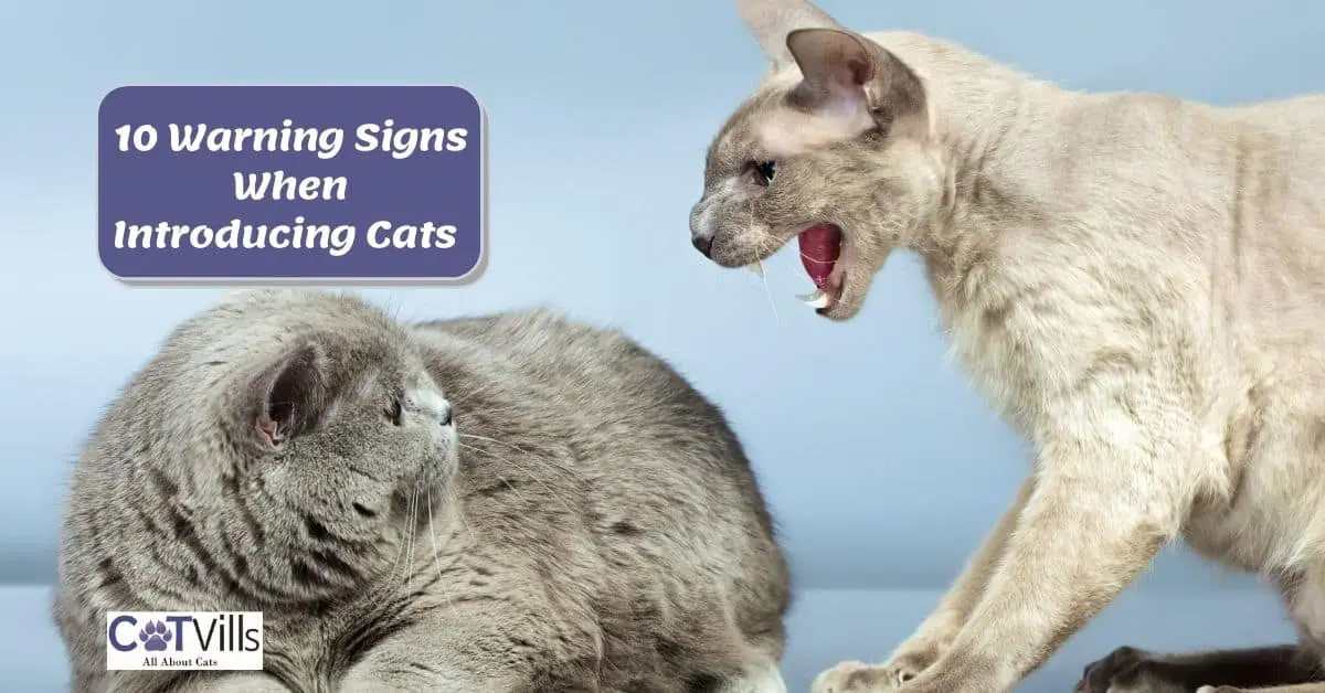 10 Warning Signs When Introducing Cats to Each Other