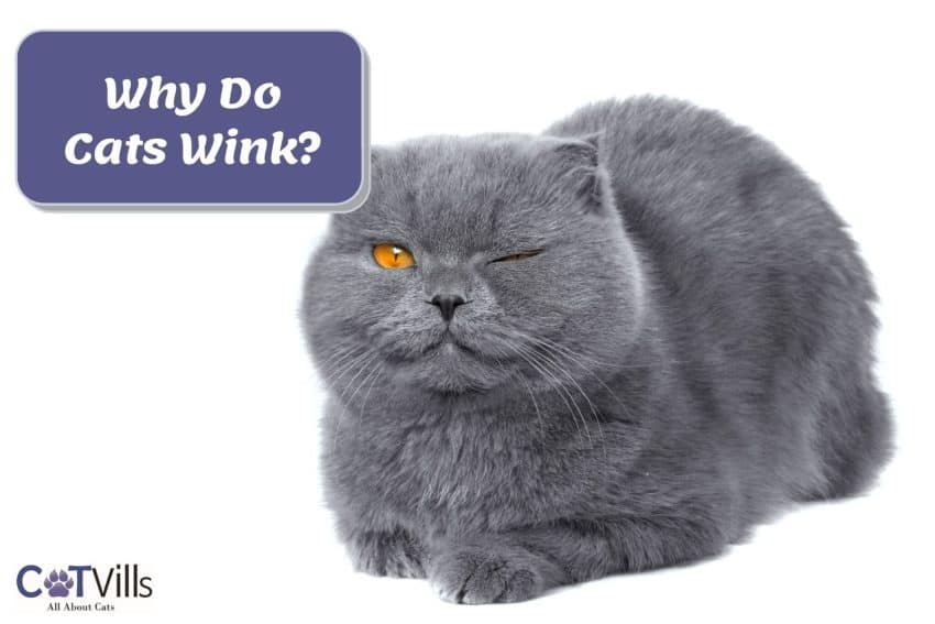 british shorthair beside What does it mean when my cat winks at me? text