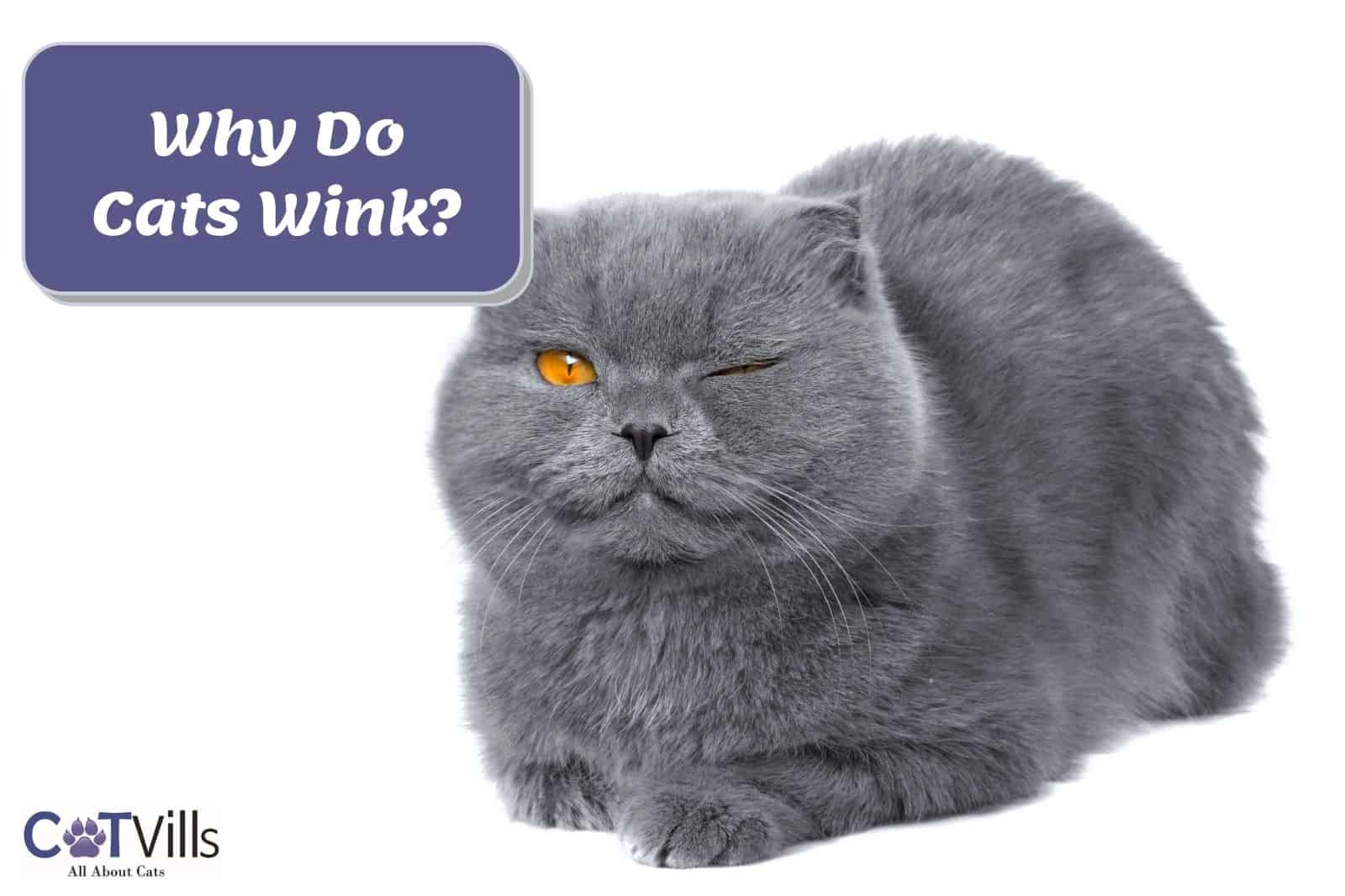 what-does-it-mean-when-my-cat-winks-at-me-wink-blink