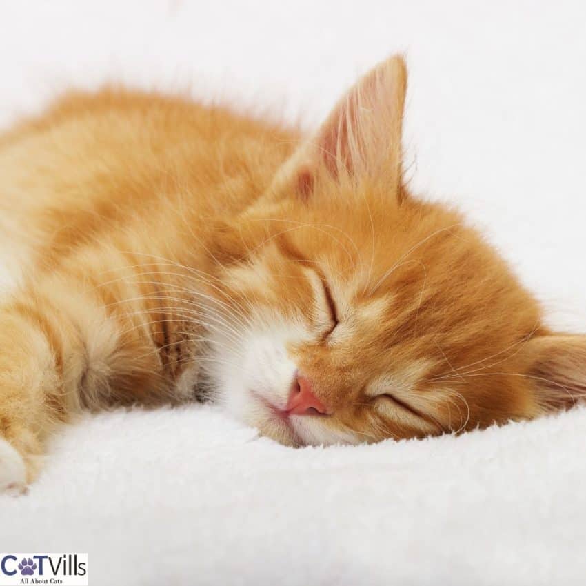 sleeping orange kitten