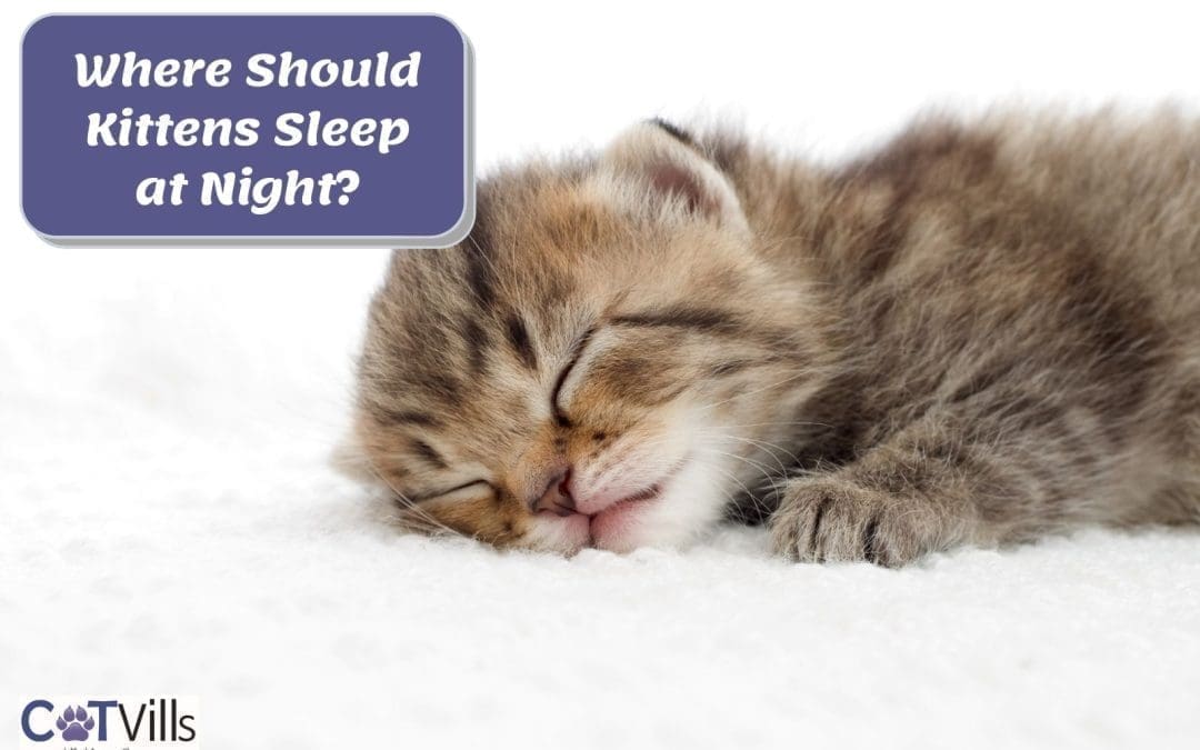 Where Should My Kitten Sleep at Night??
