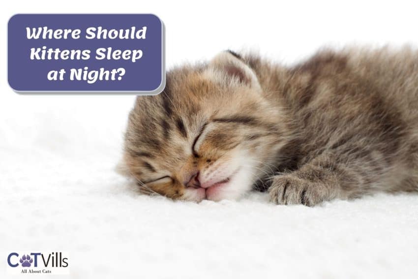 little grey kitten sleeping with text where should kittens sleep at night