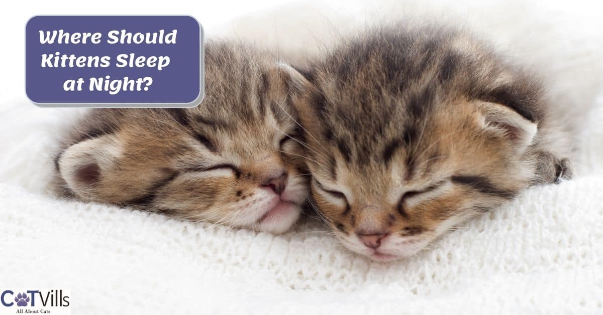 Where Should My Kitten Sleep at Night? A Complete Guide
