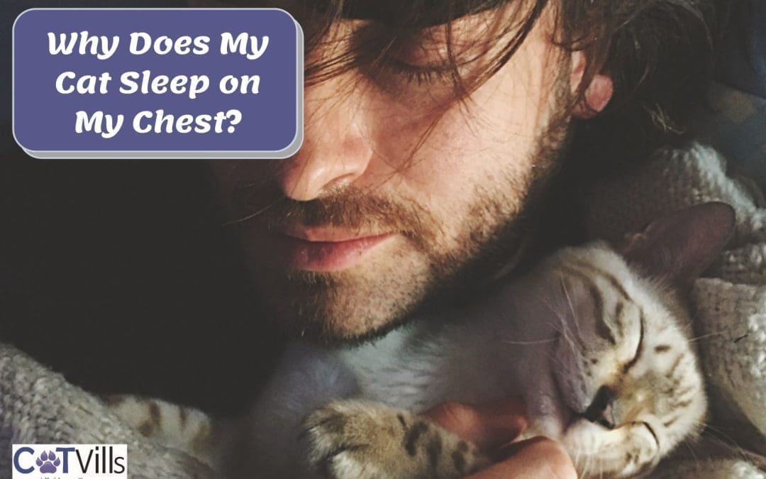 Why Does My Cat Sleep on My Chest? 10 Intriguing Reasons