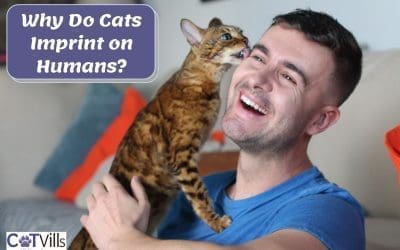 Common Signs Your Cat Has Imprinted On You And What Does It Mean