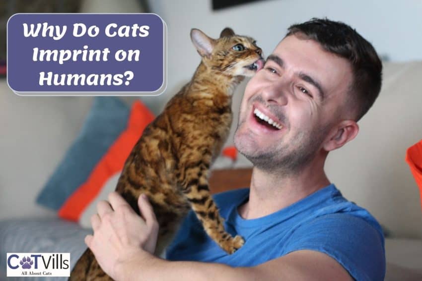 cat licking his owner's face but Why do cats imprint on humans?