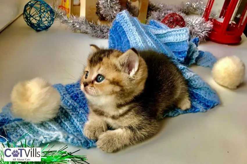 beautiful kitten following her owner