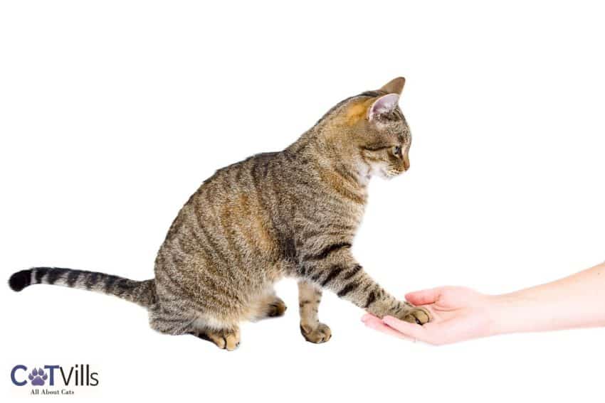 tabby cat putting her hand to the lady's hand