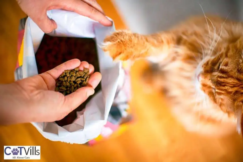 ginger cat looking at the cat food