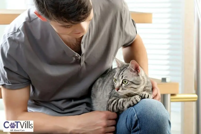 sweet cat sitting on his owner's lap