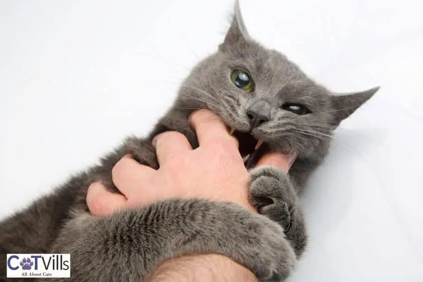 grey cat giving her owner a love bite