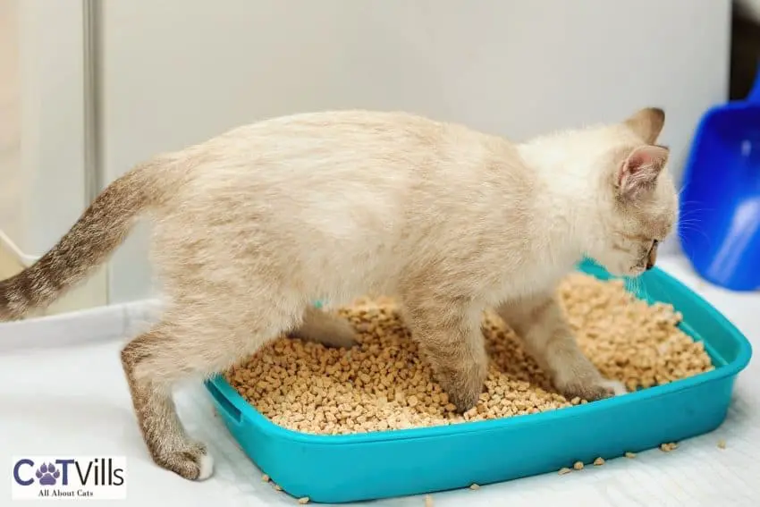 kitten stepping on the Wood pellets for cat litter