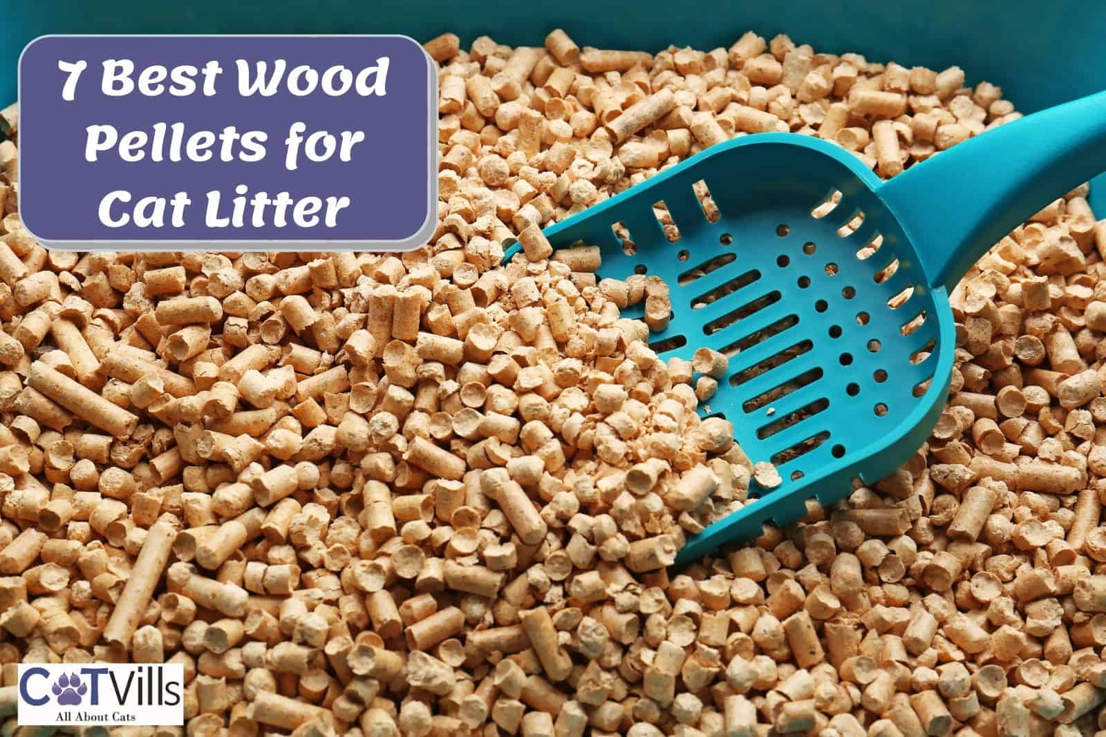 best wood cat litter