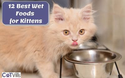 12 Best Wet Food for Kittens: Kitten Care Made Easy