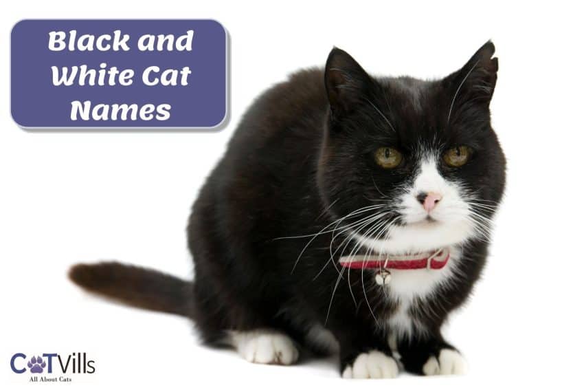 handsome tuxedo cat beside "black and white cat names" text