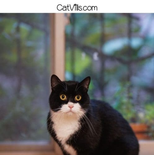 tuxedo cat with huge round eyes